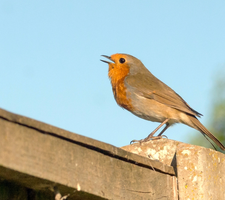 Robin singing on a fence post