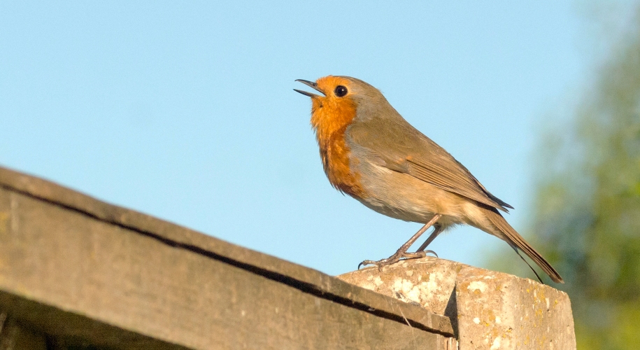 Robin singing on a fence post
