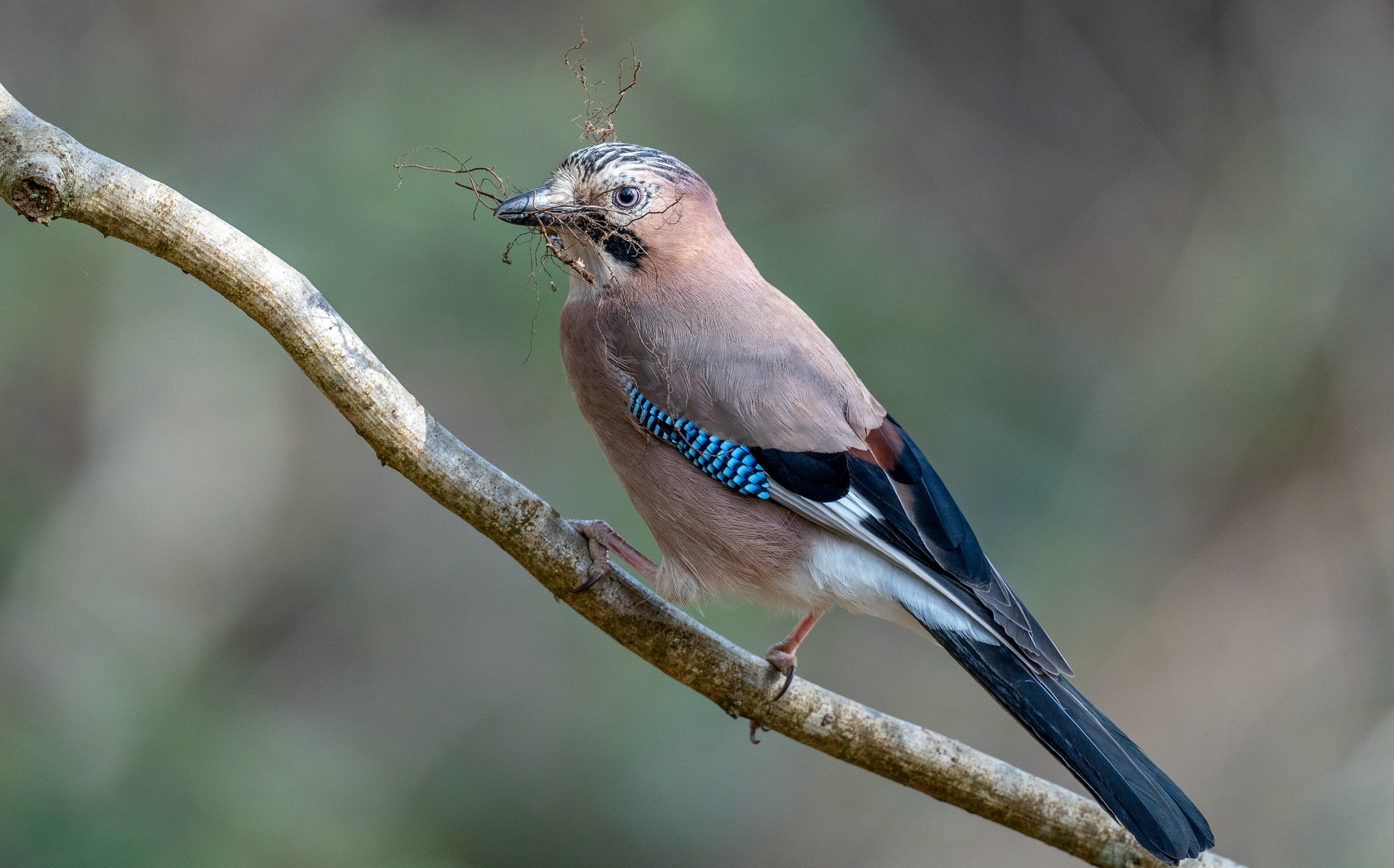 Image of a Jay, a buff coloured bird in the crow family with a bright blue flashon its wing.